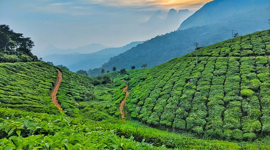 sunset-at-tata-tea-gardens